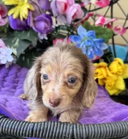 Stevie, a female Miniature Dachshund for sale in Deland, FL – 5 of 7