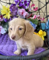 Stela, a female Miniature Dachshund for sale in Deland, FL – 2 of 7