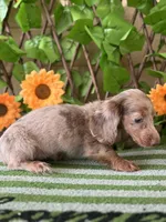 Pixie, a female Miniature Dachshund for sale in Deland, FL – 7 of 7