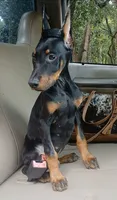 Bat Man , a male Doberman Pinscher for sale in Deland, FL – 8 of 8
