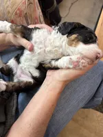 Lucy, a female Bernedoodle for sale in Cambria, CA – 5 of 5