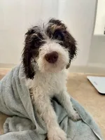 Leopard Collar, a female Bernedoodle for sale in Cambria, CA – Photo 3 of 8