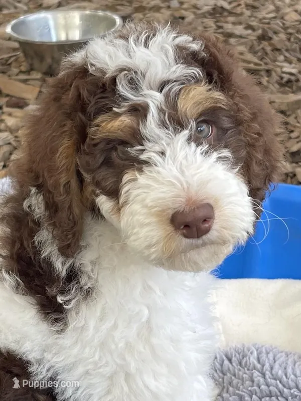 Leopard Collar – Bernedoodle puppy for sale in Cambria, CA