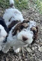 Leopard Collar, a female Bernedoodle for sale in Cambria, CA – Photo 2 of 8