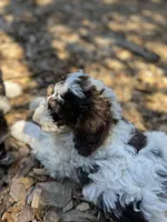 Leopard Collar, a female Bernedoodle for sale in Cambria, CA – Photo 6 of 8