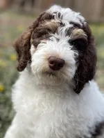 Leopard Collar, a female Bernedoodle for sale in Cambria, CA – Photo 4 of 8