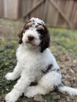 Leopard Collar, a female Bernedoodle for sale in Cambria, CA – Photo 5 of 8