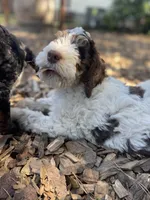 Leopard Collar, a female Bernedoodle for sale in Cambria, CA – Photo 8 of 8
