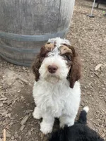 Leopard Collar, a female Bernedoodle for sale in Cambria, CA – Photo 7 of 8