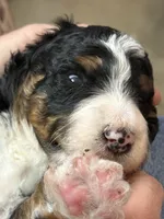 Linus, a male Bernedoodle for sale in Cambria, CA – 2 of 4