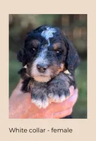 White Collar, a female Bernedoodle for sale in Cambria, CA – Photo 2 of 2