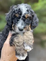 White Collar, a female Bernedoodle for sale in Cambria, CA – Photo 1 of 2