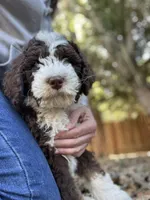 Aqua Collar, a male Bernedoodle for sale in Cambria, CA – Photo 10 of 10