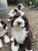 Aqua Collar, a male Bernedoodle for sale in Cambria, CA – Photo 8 of 10