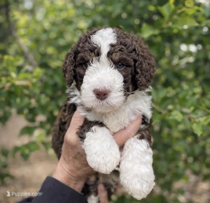 Aqua Collar – Bernedoodle puppy for sale in Cambria, CA