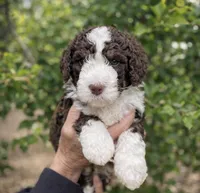 Aqua Collar, a male Bernedoodle for sale in Cambria, CA – Photo 1 of 10