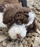Aqua Collar, a male Bernedoodle for sale in Cambria, CA – Photo 5 of 10