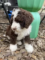 Aqua Collar, a male Bernedoodle for sale in Cambria, CA – Photo 9 of 10