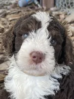 Aqua Collar, a male Bernedoodle for sale in Cambria, CA – Photo 2 of 10