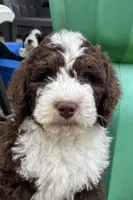 Aqua Collar, a male Bernedoodle for sale in Cambria, CA – Photo 3 of 10
