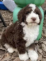 Aqua Collar, a male Bernedoodle for sale in Cambria, CA – Photo 4 of 10