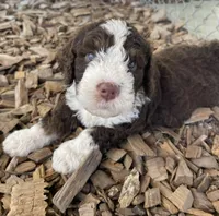 Aqua Collar, a male Bernedoodle for sale in Cambria, CA – Photo 6 of 10