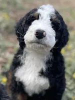 Lil Brown collar, a male Bernedoodle for sale in Cambria, CA – Photo 2 of 7