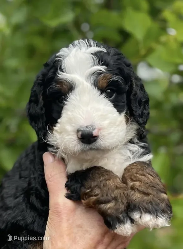 Lil Brown collar – Bernedoodle puppy for sale in Cambria, CA