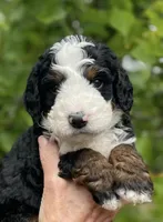 Lil Brown collar, a male Bernedoodle for sale in Cambria, CA – Photo 1 of 7