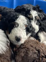Lil Brown collar, a male Bernedoodle for sale in Cambria, CA – Photo 5 of 7