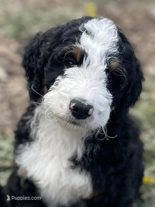 Lil Brown collar – Bernedoodle puppy for sale in Cambria, CA