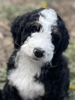 Lil Brown collar, a male Bernedoodle for sale in Cambria, CA – Photo 3 of 7
