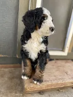 Lil Brown collar, a male Bernedoodle for sale in Cambria, CA – Photo 6 of 7