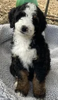 Lil Brown collar, a male Bernedoodle for sale in Cambria, CA – Photo 4 of 7