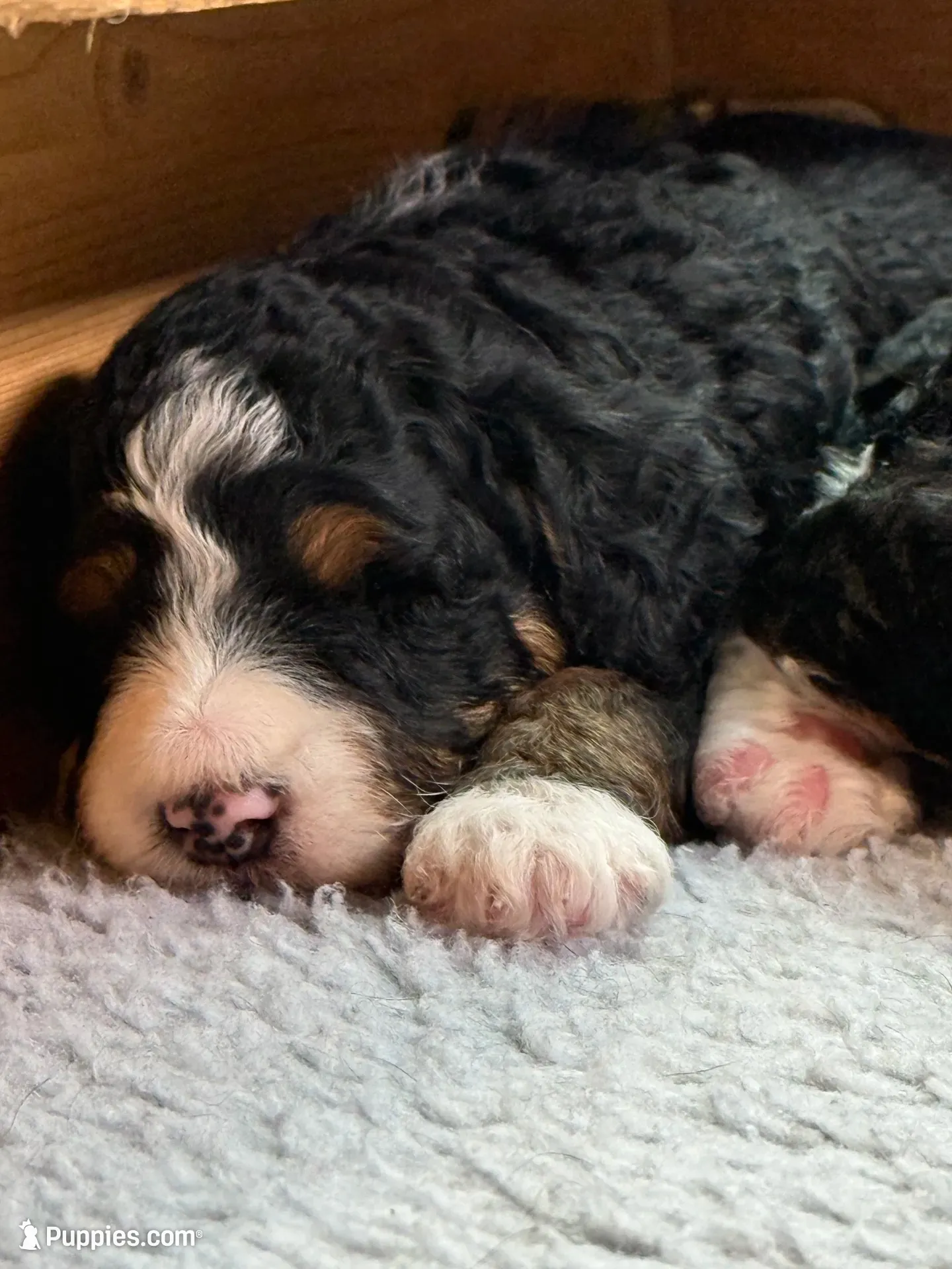 Linus, a male Bernedoodle for sale in Cambria, CA – 1 of 4