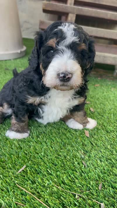 Linus, a male Bernedoodle for sale in Cambria, CA – 4 of 4