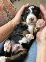 Linus, a male Bernedoodle for sale in Cambria, CA – 3 of 4