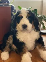 Brown Collar, a male Bernedoodle for sale in Cambria, CA – Photo 2 of 3