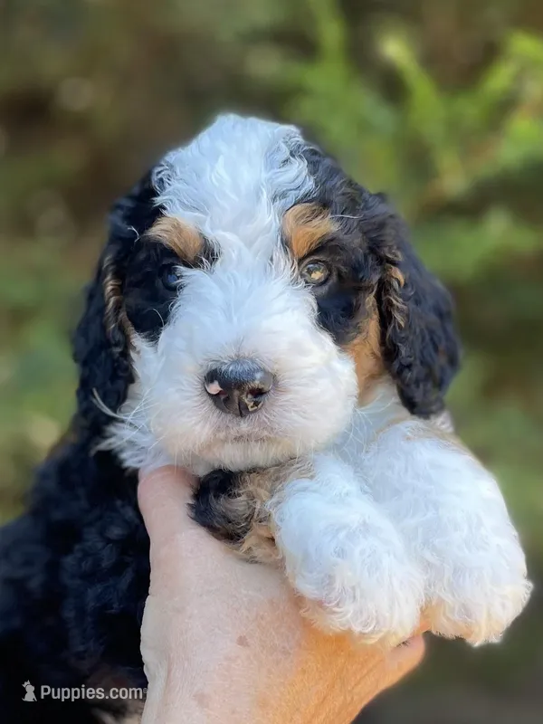 Brown Collar, a male Bernedoodle for sale in Cambria, CA – Photo 1 of 3