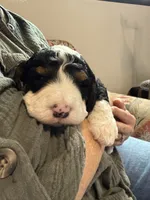 Lucy, a female Bernedoodle for sale in Cambria, CA – 4 of 5