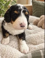Lucy, a female Bernedoodle for sale in Cambria, CA – 1 of 5