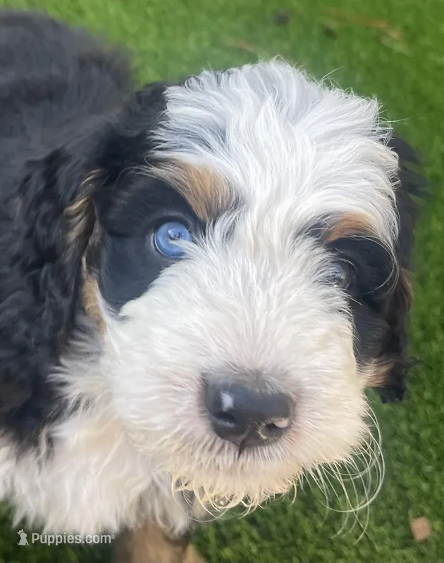 Purple Collar, a female Bernedoodle for sale in Cambria, CA – Photo 1 of 4