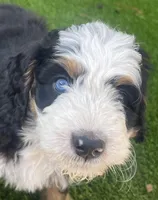Purple Collar, a female Bernedoodle for sale in Cambria, CA – Photo 1 of 4