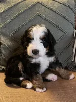 Purple Collar, a female Bernedoodle for sale in Cambria, CA – Photo 3 of 4