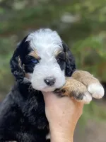 Purple Collar, a female Bernedoodle for sale in Cambria, CA – Photo 2 of 4