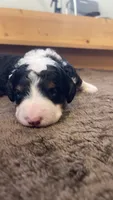Lucy, a female Bernedoodle for sale in Cambria, CA – 3 of 5