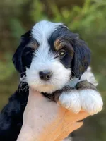 Blue Collar, a male Bernedoodle for sale in Cambria, CA – Photo 1 of 2
