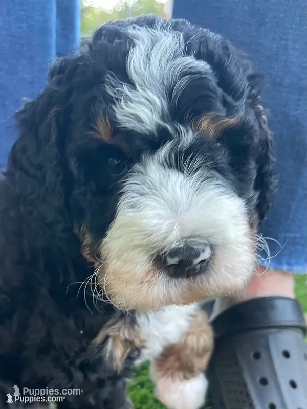 Linus – Bernedoodle puppy for sale in Cambria, CA