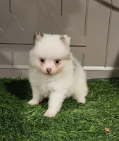 Summer, a female Pomeranian for sale in Sulphur Springs, TX – 6 of 9