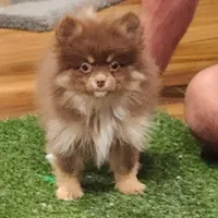 Honey Badger, a female Pomeranian for sale in Emory, TX – Photo 4 of 5